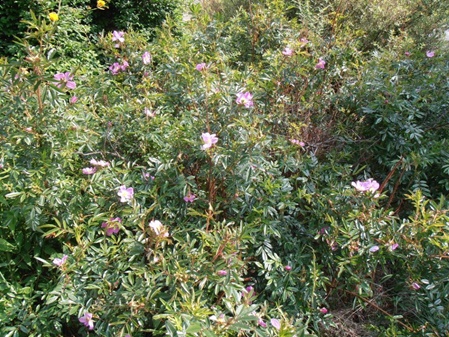 psychotherapeutin-marieluise-oberoi-stimmungsbegleitendes-bild