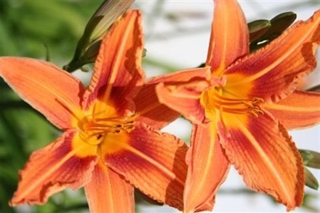 psychotherapeutin-marieluise-oberoi-stimmungsbegleitendes-bild
